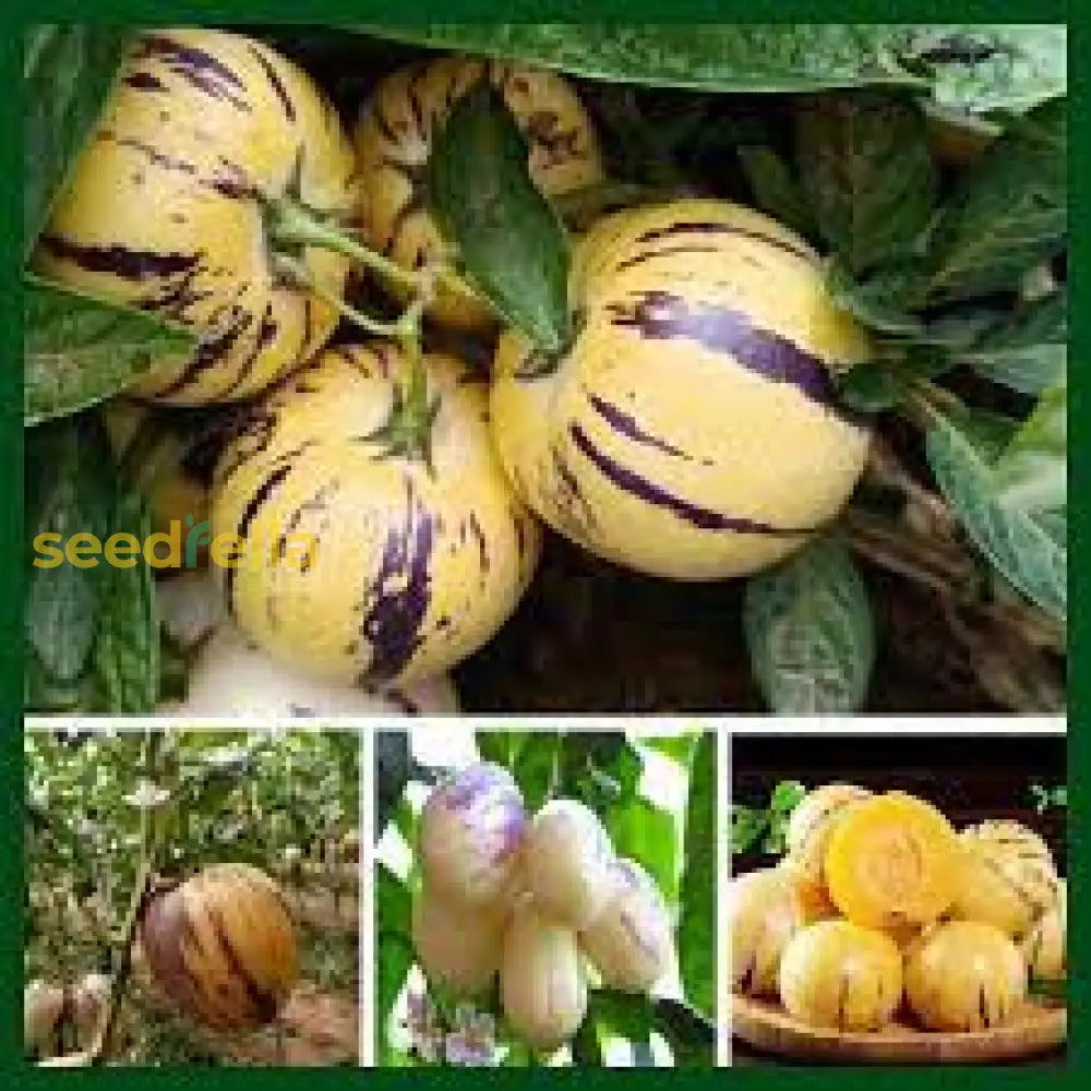 Pepino Dulce Melon Pear Seeds for Easy Planting Exotic Fruit