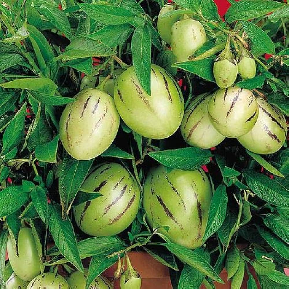 Pepino Dulce Melon Seeds for Planting, Unique Fruit Guide for Your Garden