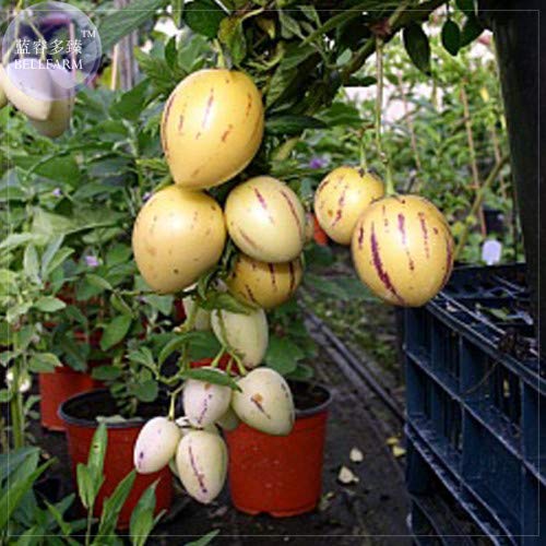 Pepino Melon seed germination and planting guide