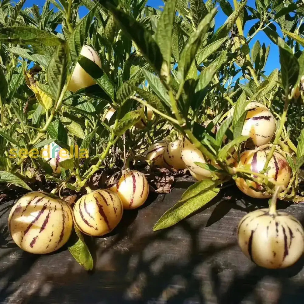 Pepino plant growing in a sunny garden