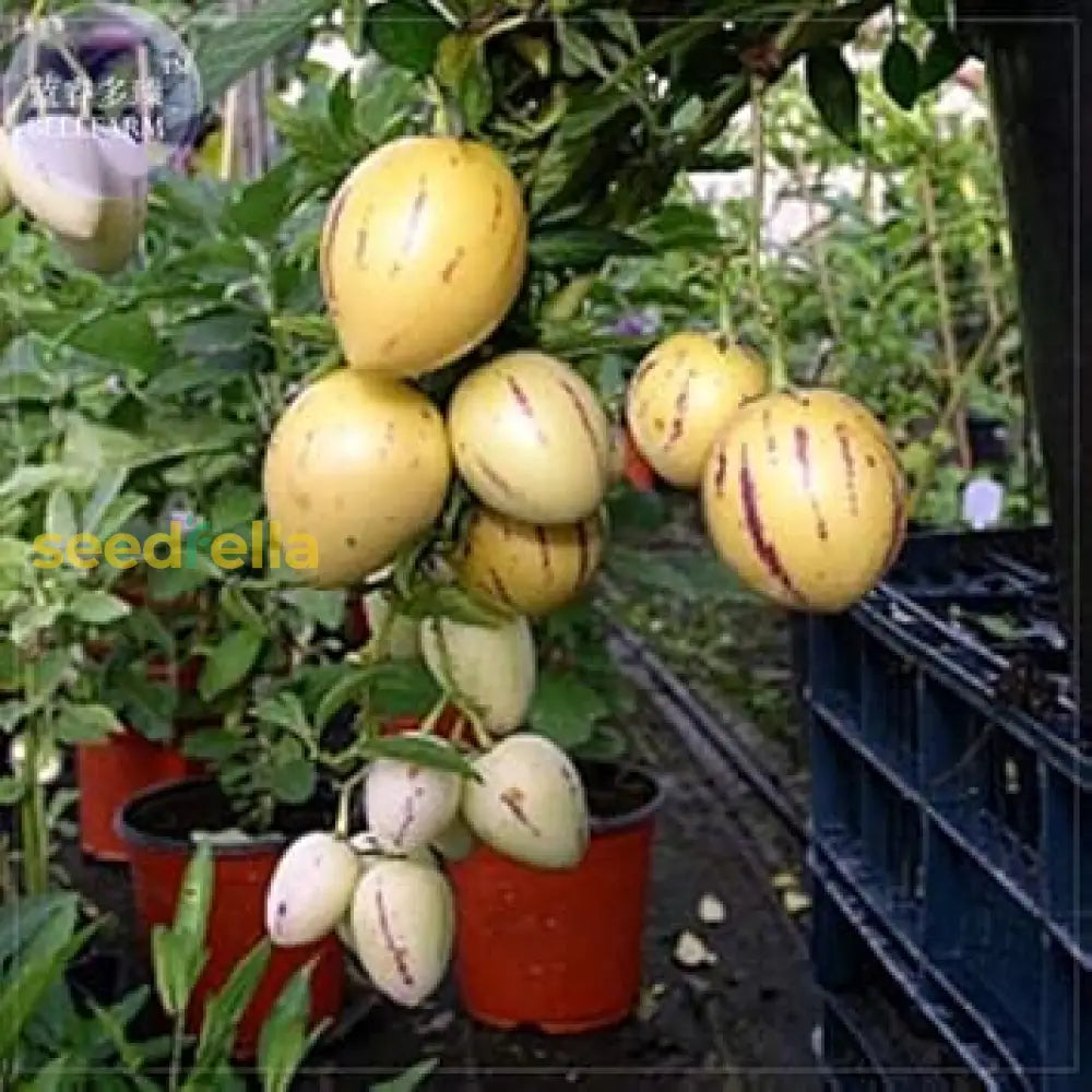 Pepino seeds Solanum muricatum ornamental plant