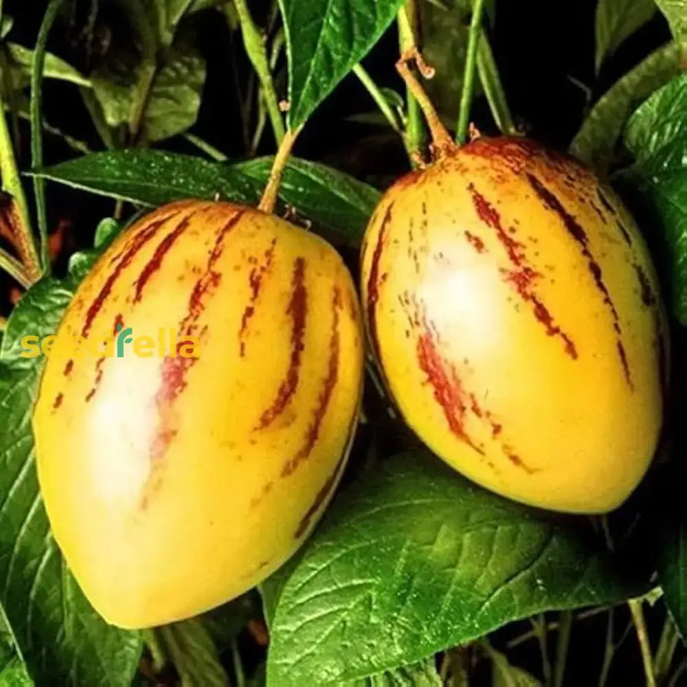 Pepino Solanum Muricatum Seeds  Ideal For Planting In Gardens & Containers Vegetable Seeds