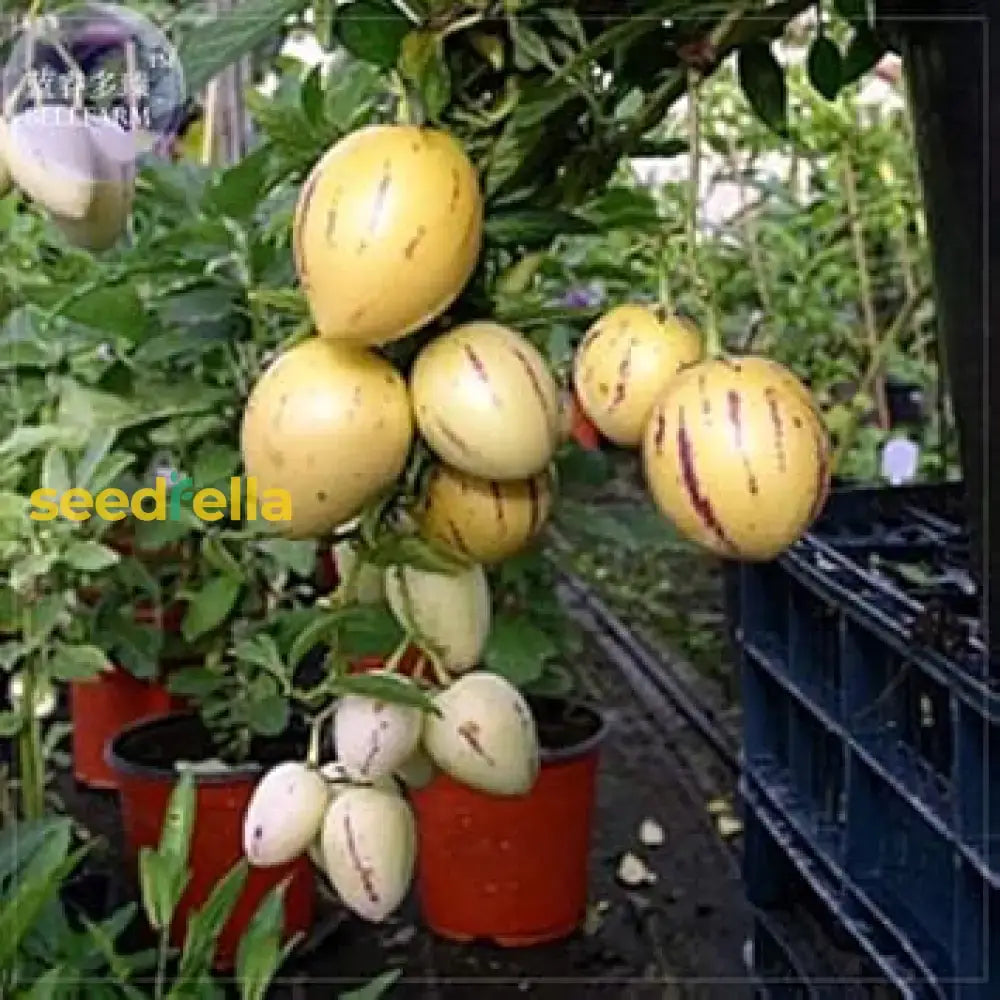 Pepino Solanum Muricatum Seeds  Ideal For Planting In Gardens & Containers Vegetable Seeds