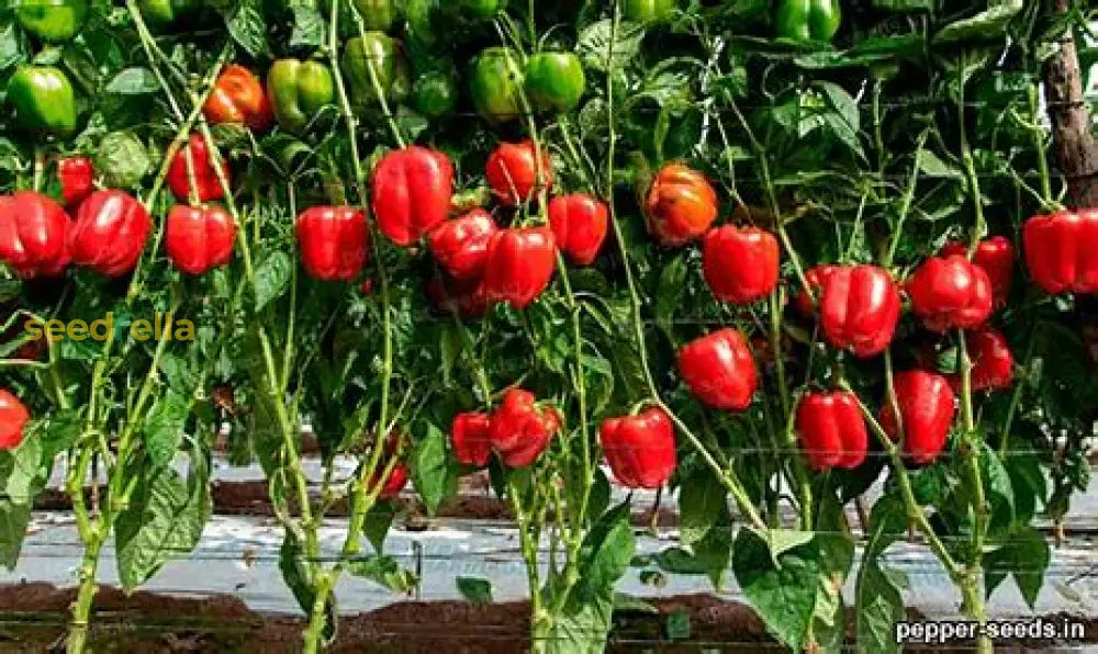 Pepper Planting Seeds From Trenton Farmerâ€™s Market