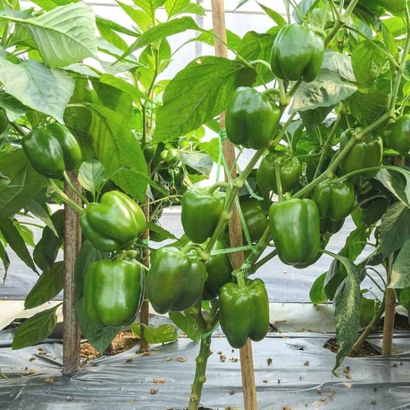 Pepper plants grown from Non-GMO seeds