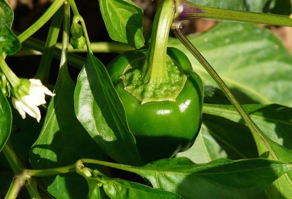 Pepper seeds for home garden and spice corner