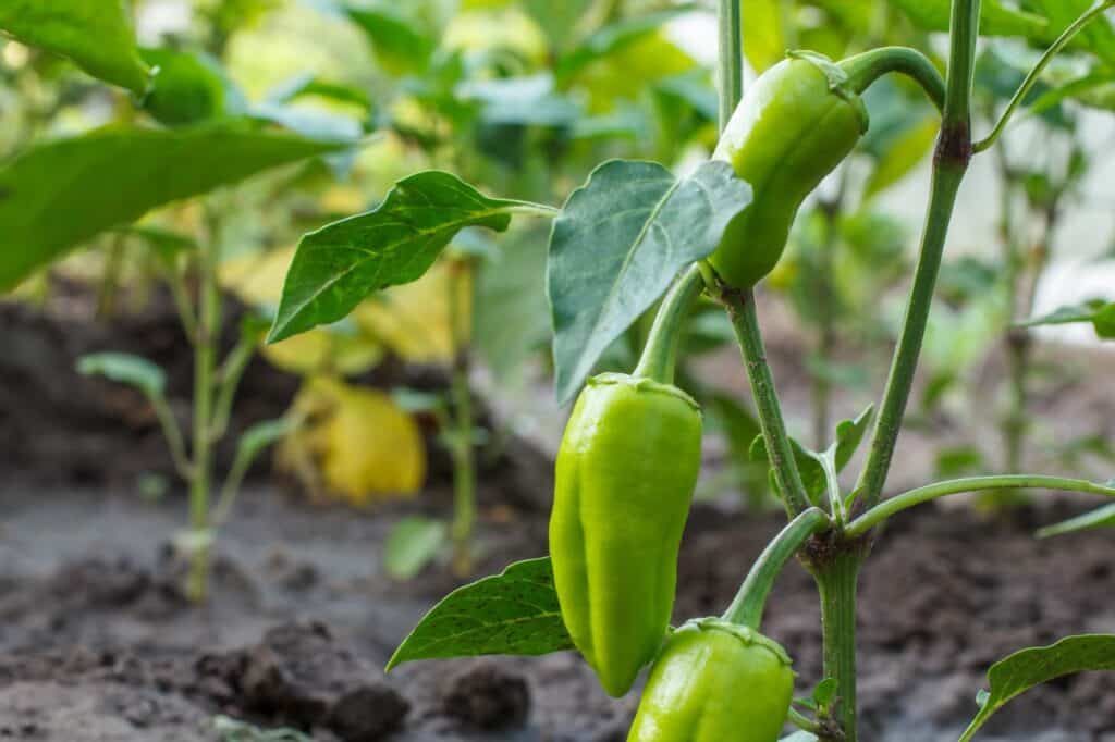 Pepper plants in vegetable patch