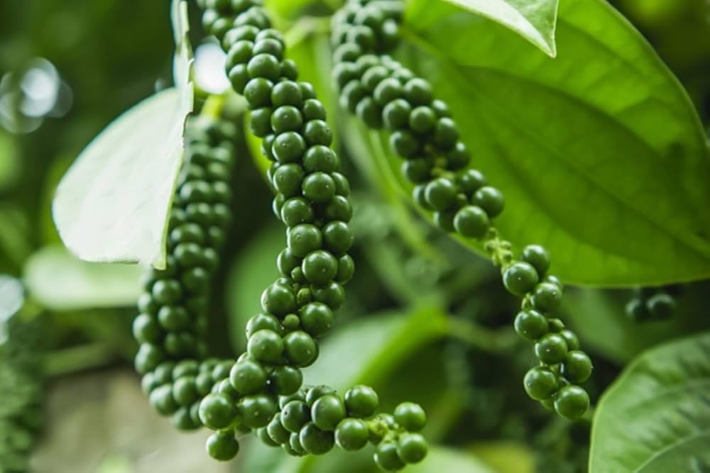 Clusters of green and red peppercorns on plant