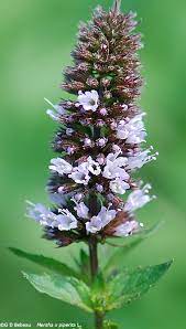 Peppermint Mint growing densely in a container
