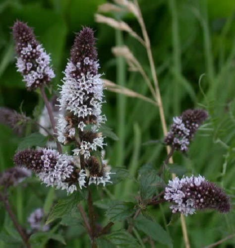 Peppermint Mint growing densely in a container