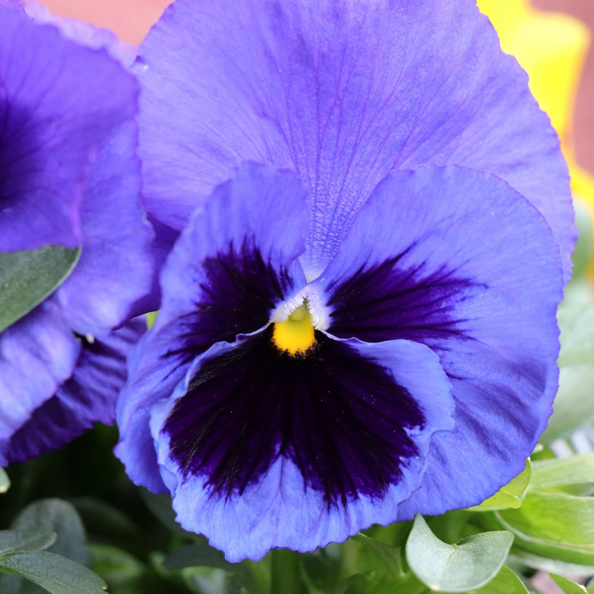 Peppermint Twist cosmos seeds bi-color flower seeds