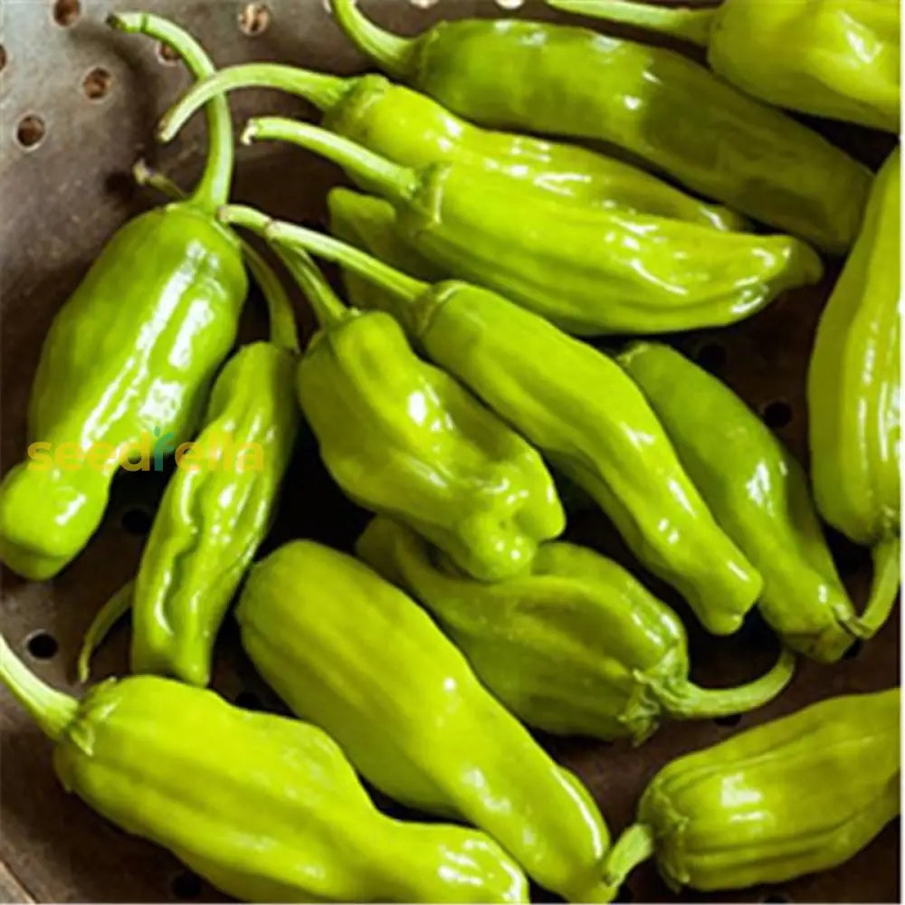 Pepperoncini growing guide seeds