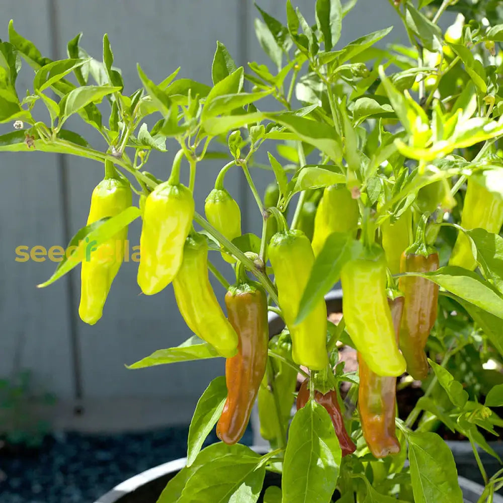 Pepperoncini Vegetable Seeds  Ideal For Home Planting Seeds