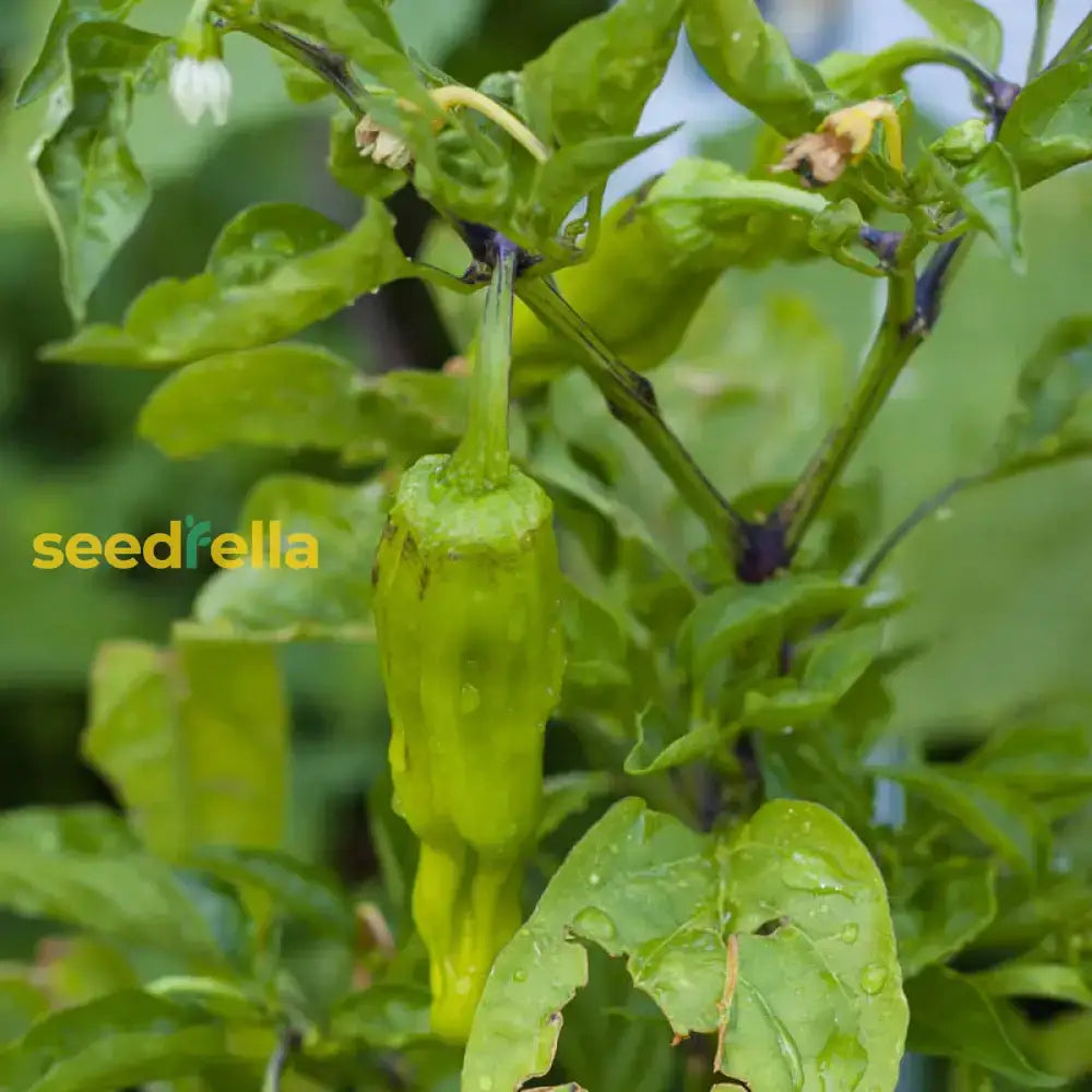 Pepperoncini Vegetable Seeds  Ideal For Home Planting Seeds