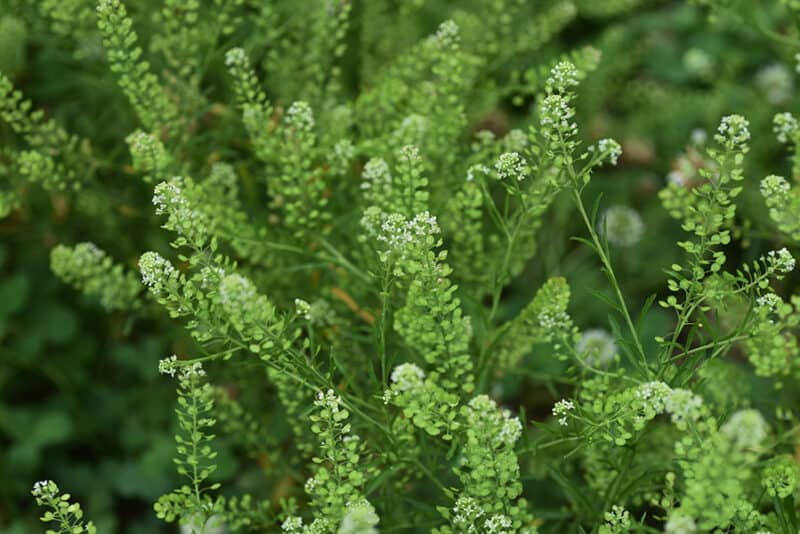 Pepperweed (Lepidium virginicum) seeds for urban gardens
