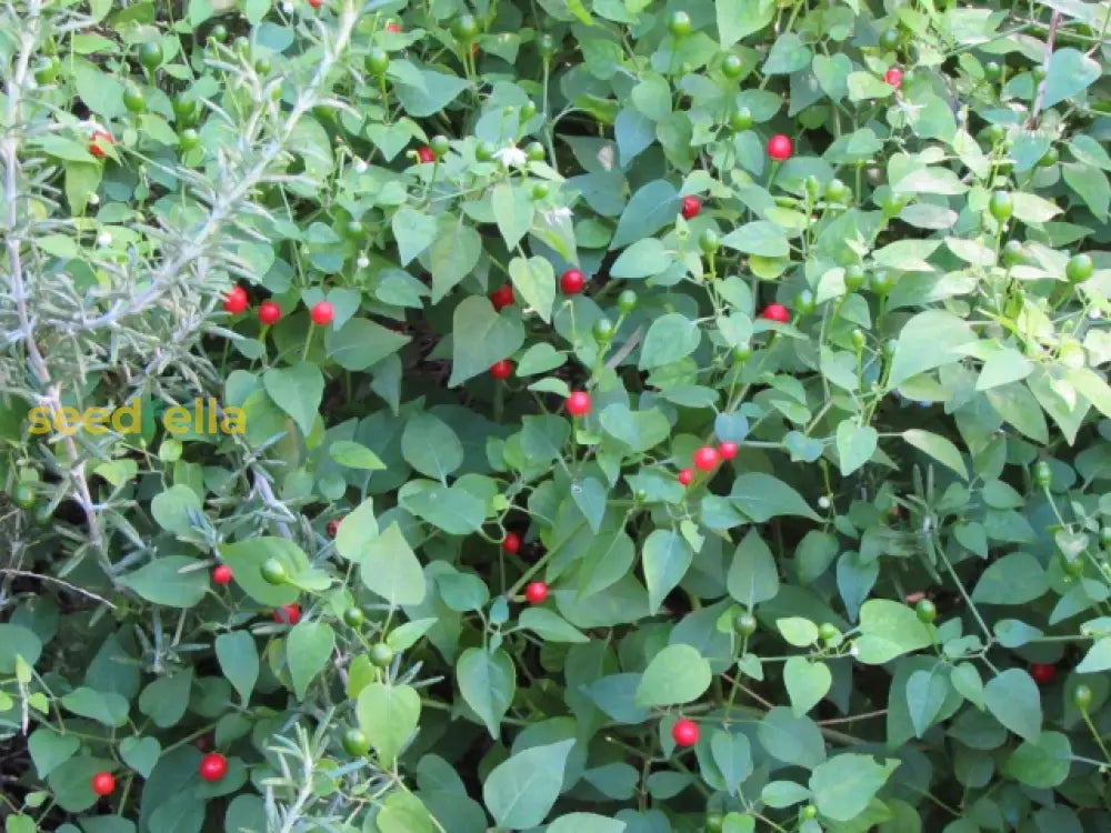 Pequin pepper seeds growing guide