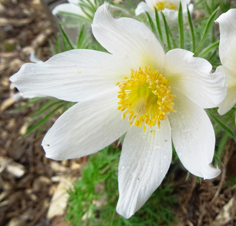 Perennial Yellow Anemone Pulsatilla Flowers