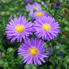 Perennial Aster Flowers Blooming in Summer