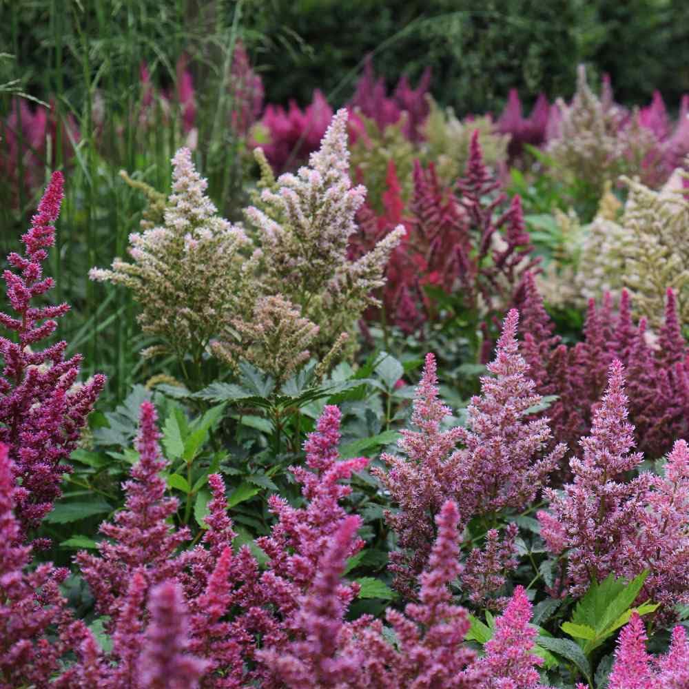 Perennial Mixed Astilbe Plants in Bloom