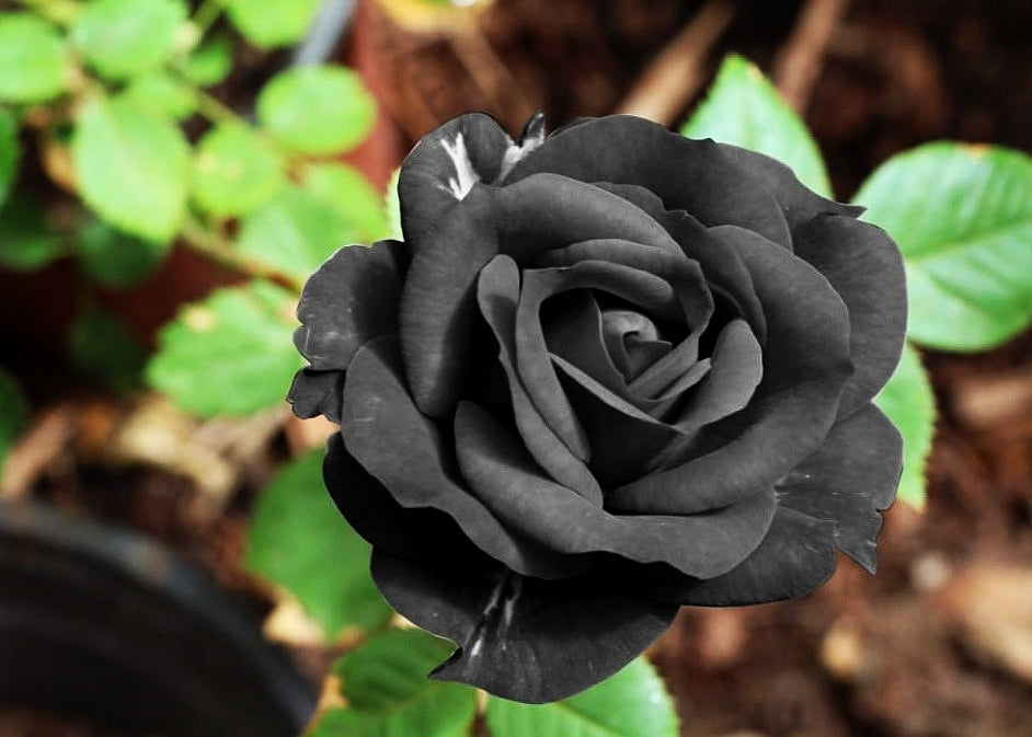 Perennial Black Rose Plants for Borders and Pots