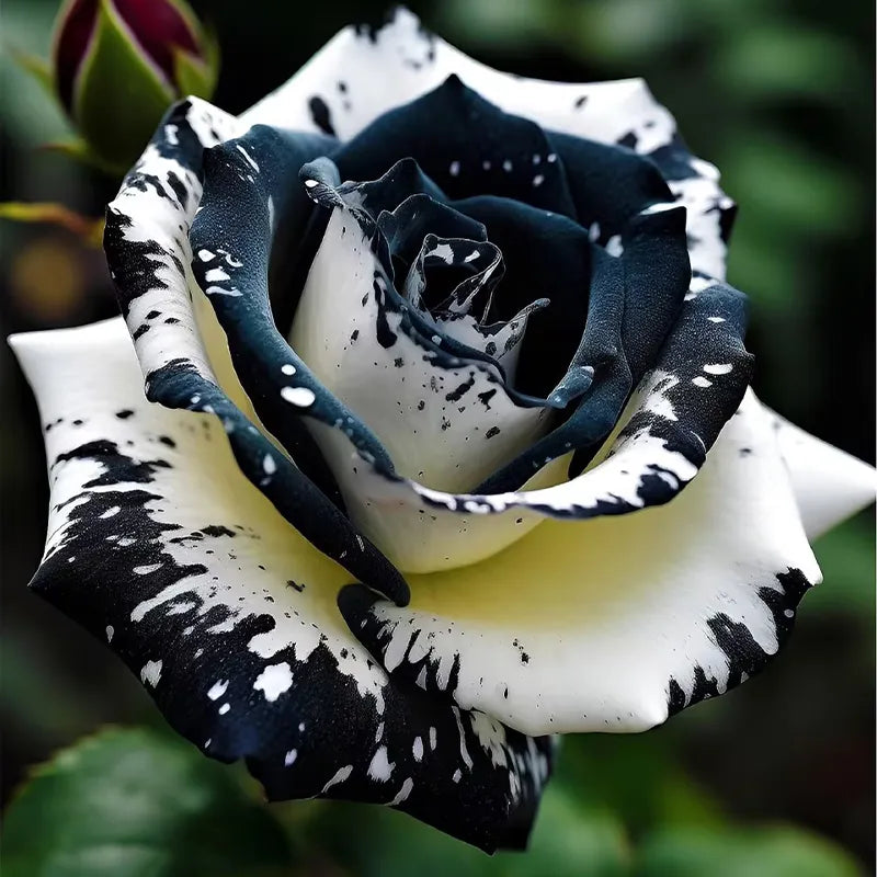 Perennial Black & White Rose Plants for Borders and Containers