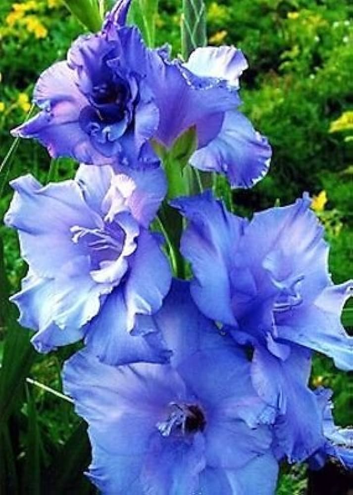Perennial Blue and White Gladiolus Plants for Borders and Containers