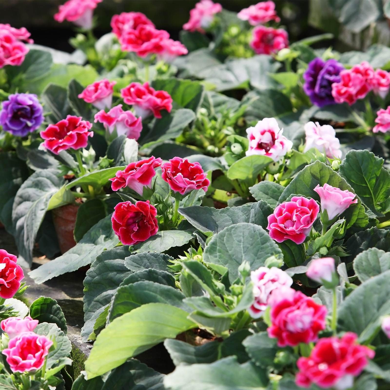 Perennial Brazilian Gloxinia Plants for Garden Beds and Containers