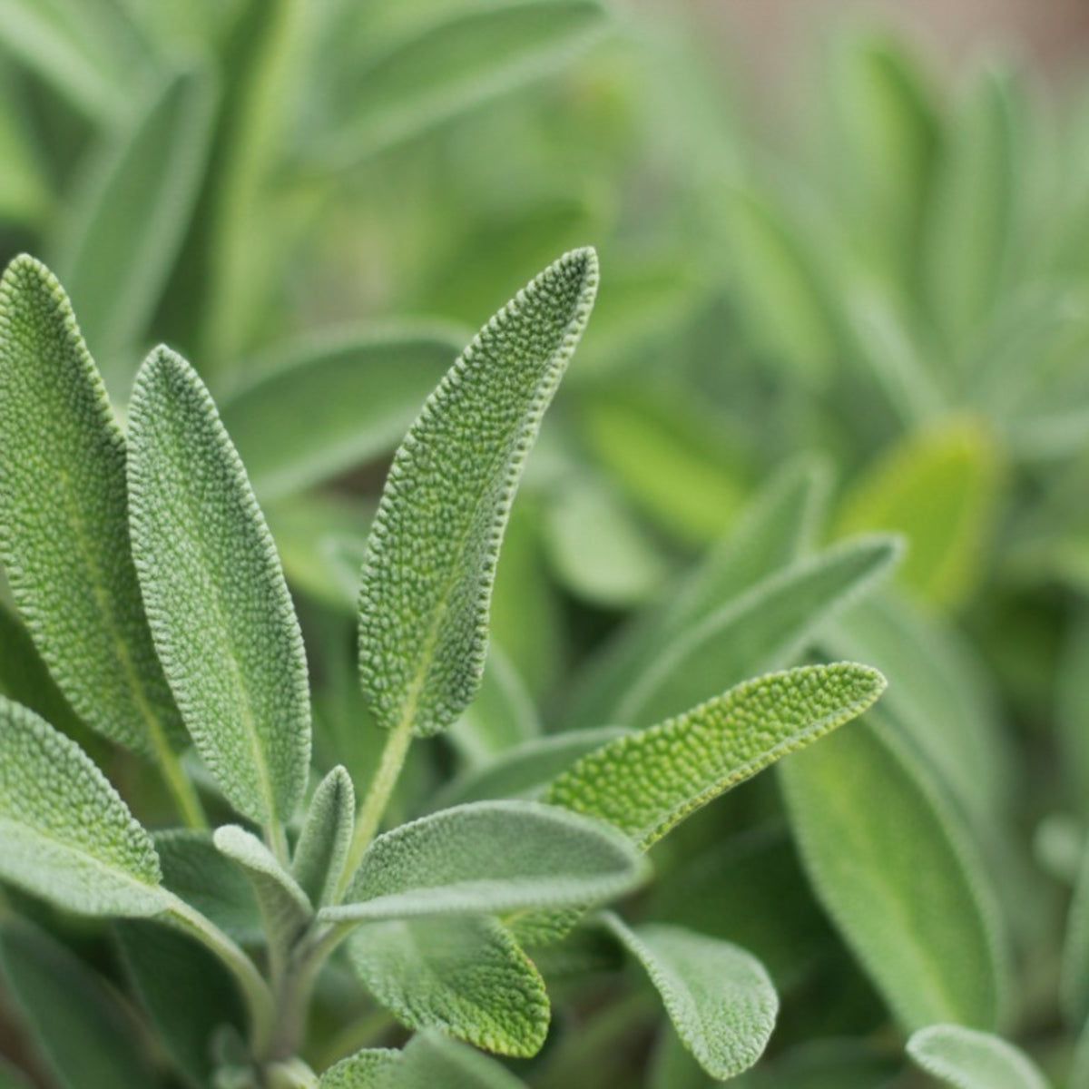 Bushy perennial Broadleaf Sage plant in sunny garden