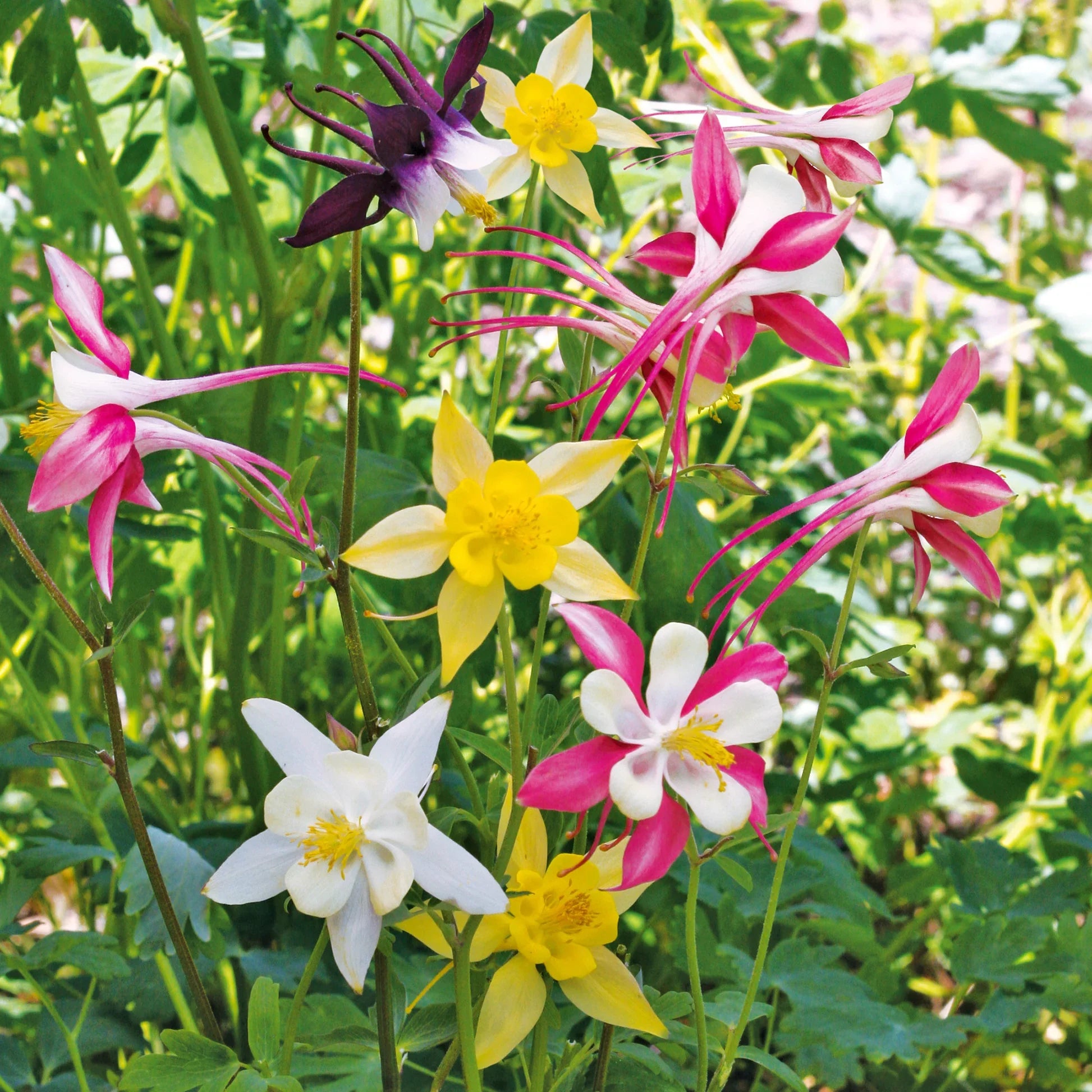 Perennial Columbine Seeds for Easy Garden Planting