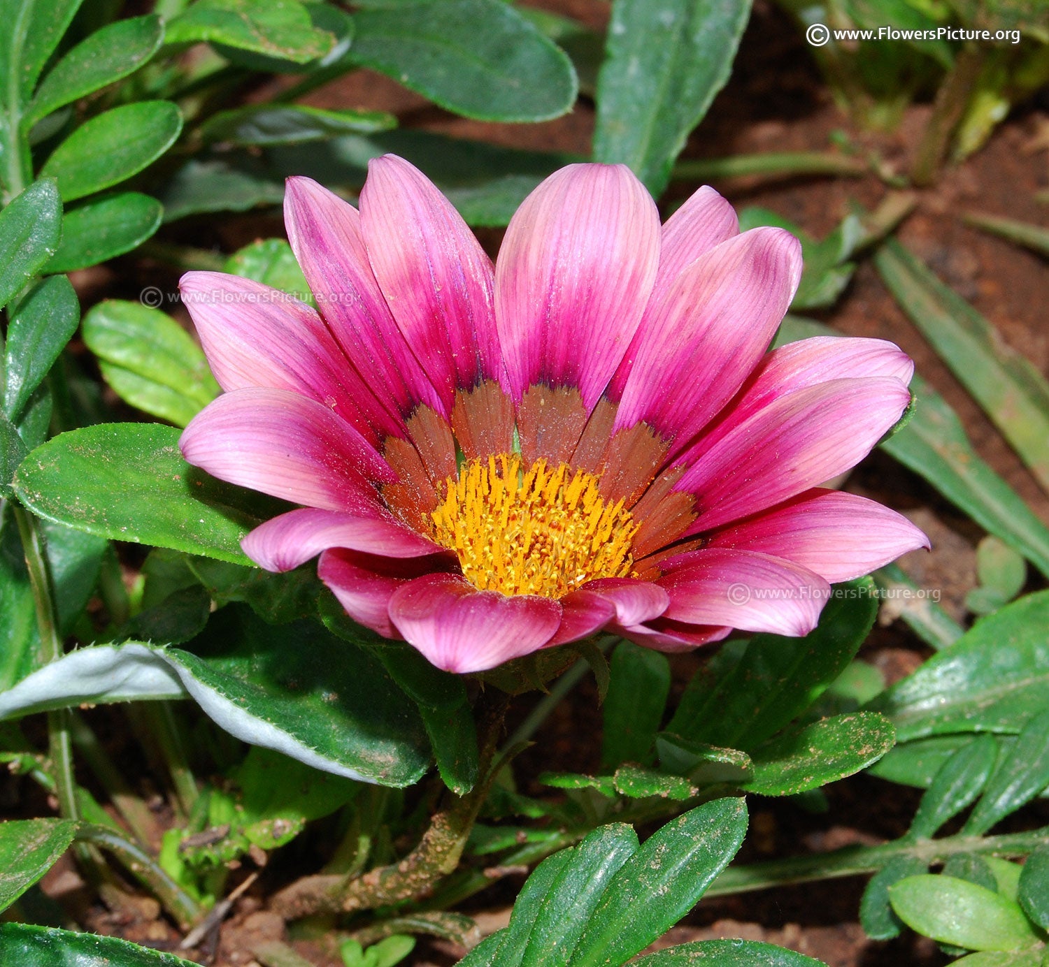 Perennial Cream Pink Gazania Plants for Borders and Containers