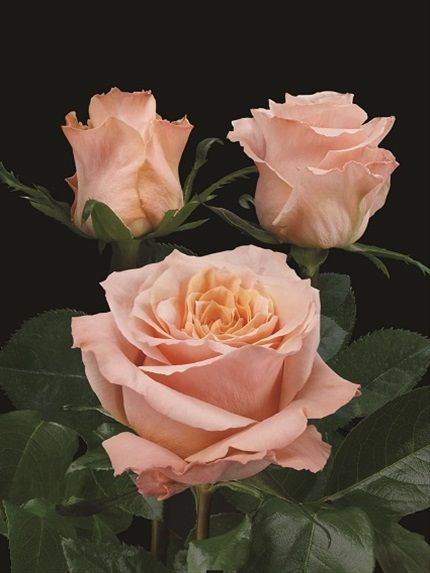 Perennial Cream Pink Rose Plants for Borders and Containers