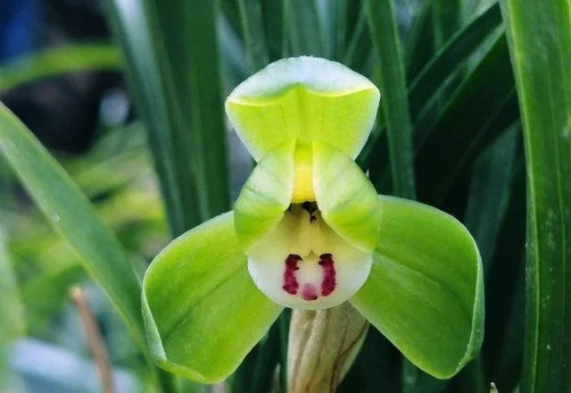 Perennial Cymbidium Maxillaria Goeringii Orchid Plants for Containers and Garden Beds