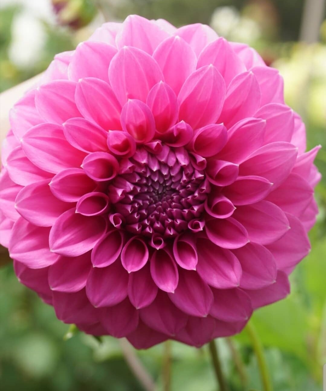 Perennial Dahlia Flowers for Garden Borders