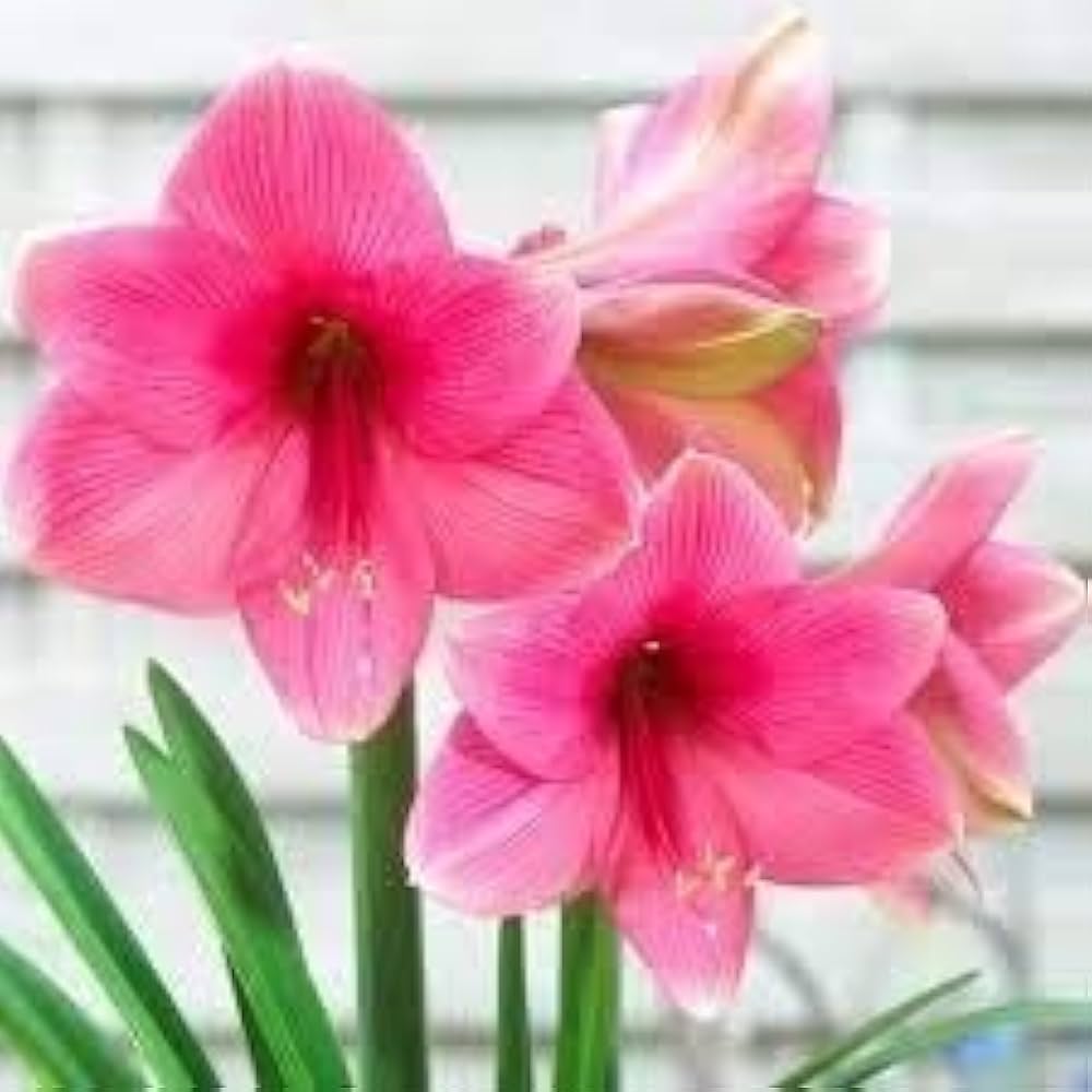 Perennial Dark Pink Amaryllis Barbados Plants for Borders and Containers