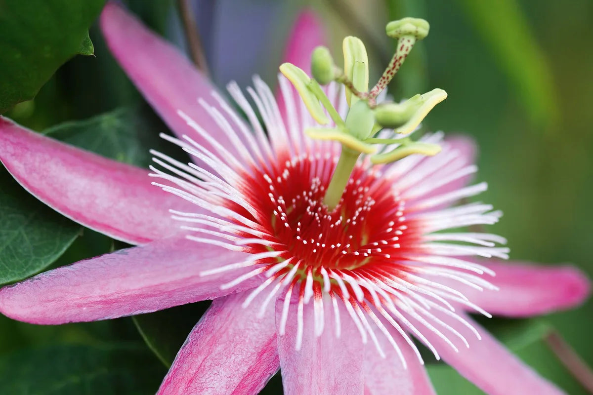 Perennial Dark Pink Passion Flower Plants for Trellises and Containers
