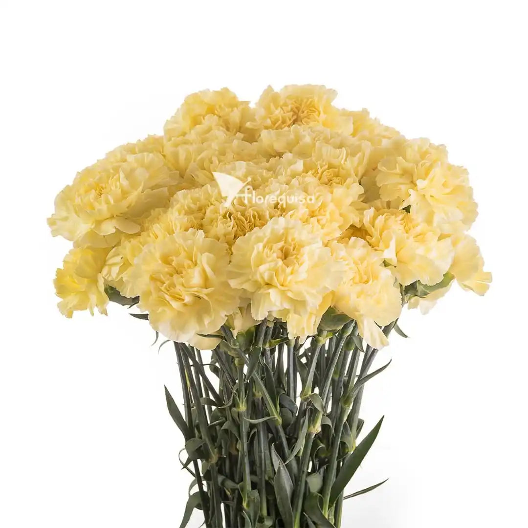 Perennial Dark Yellow Carnation Plants for Borders and Pots