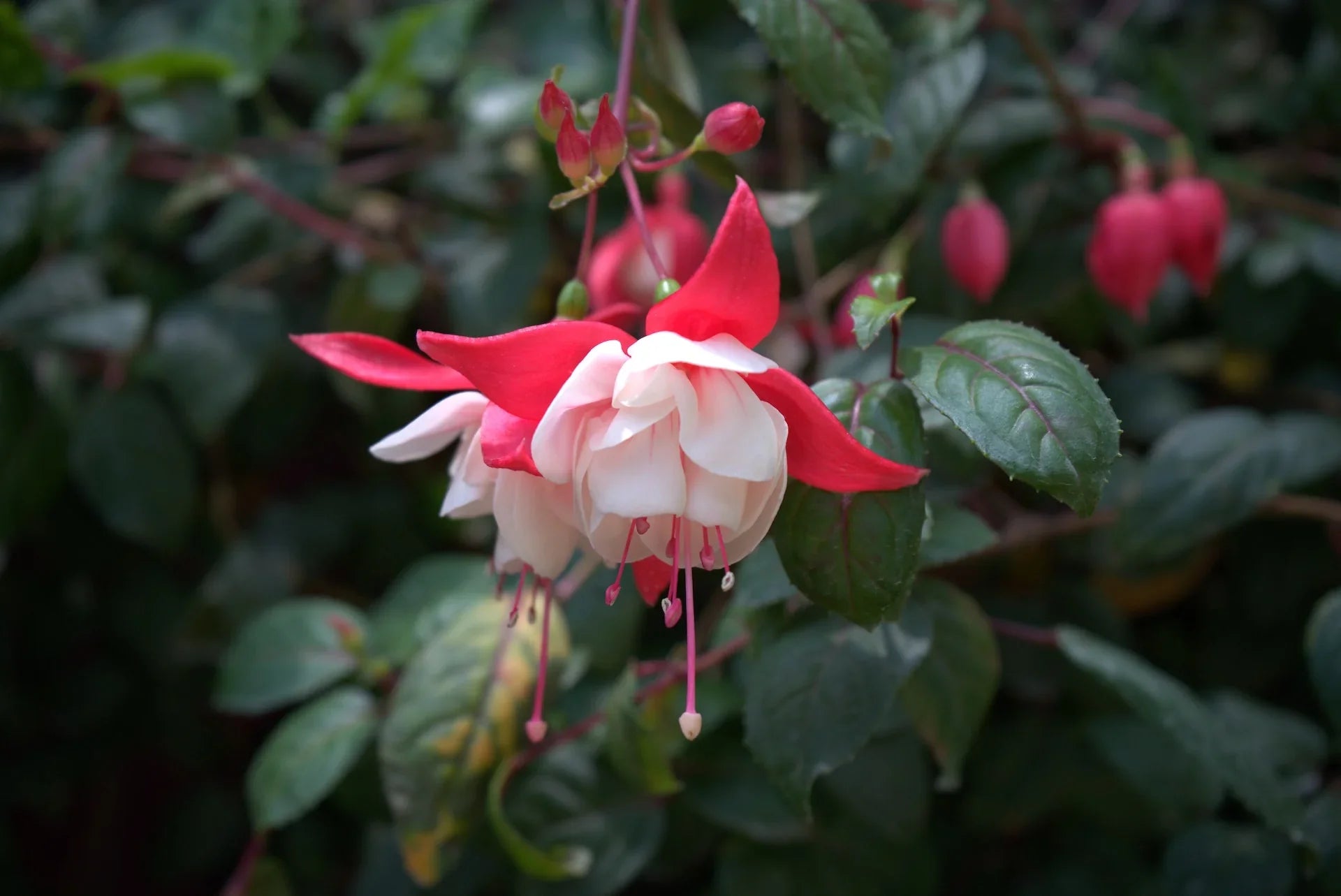 Perennial Fuchsia Flower Seeds for Easy Planting
