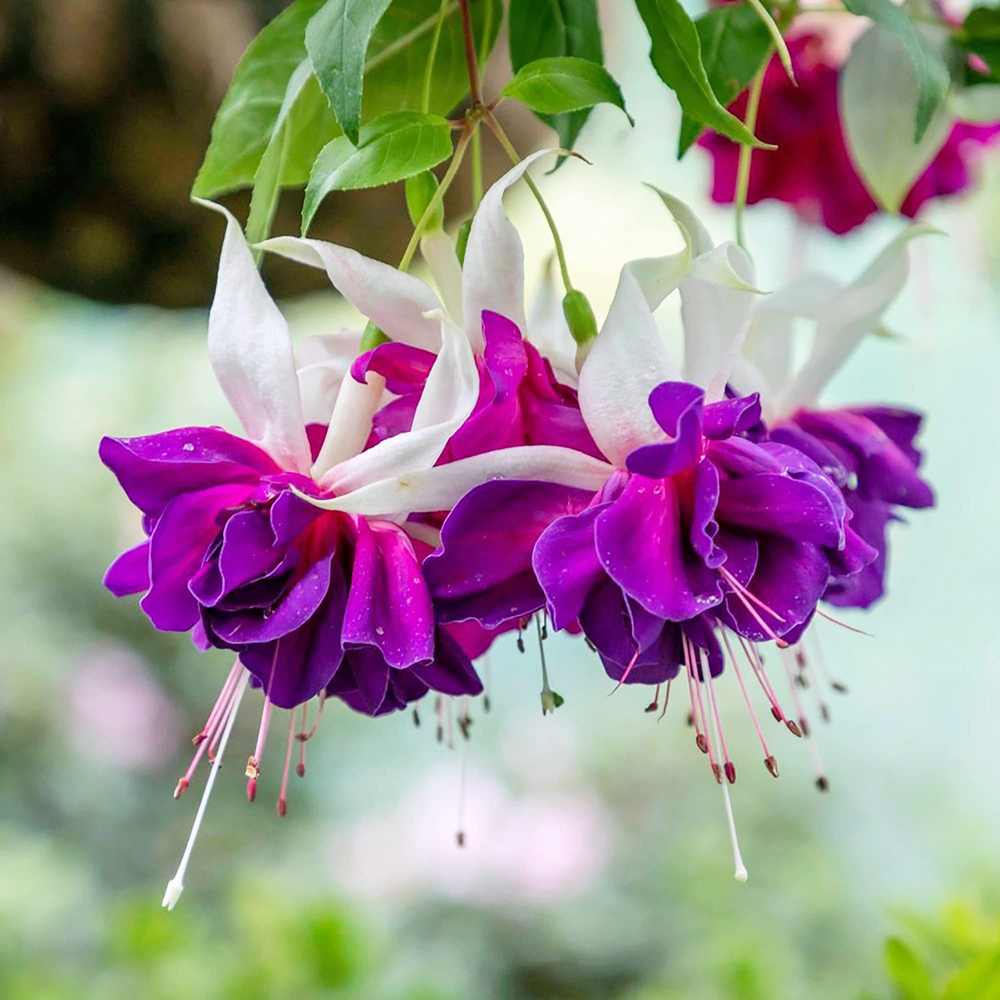 Perennial Fuchsia Garden Seeds for Outdoor Planting