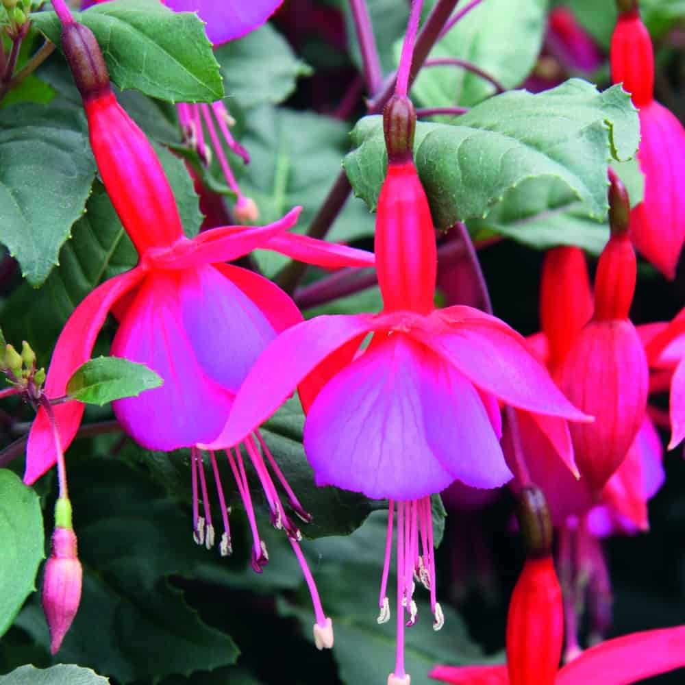 Perennial Red Blue Fuchsia Plants for Borders