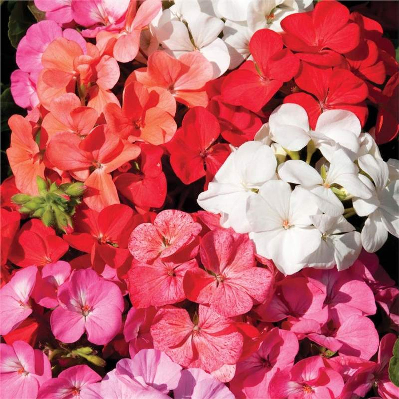 Perennial Multi-Color Geranium Plants for Borders and Pots