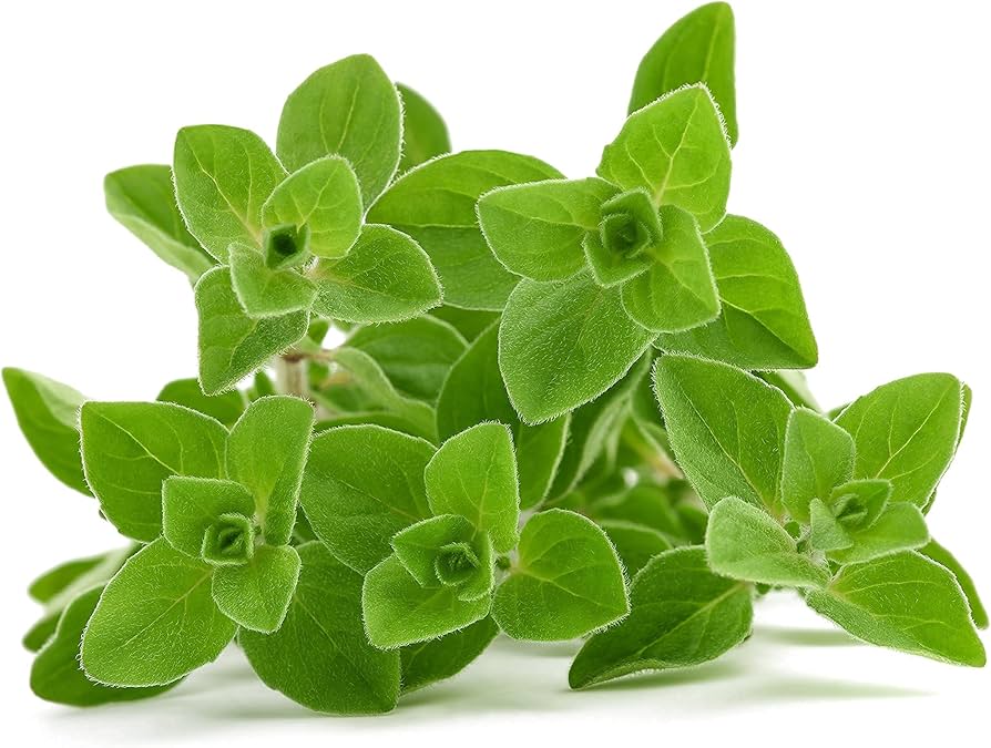 Perennial Greek Oregano plant with dense green leaves