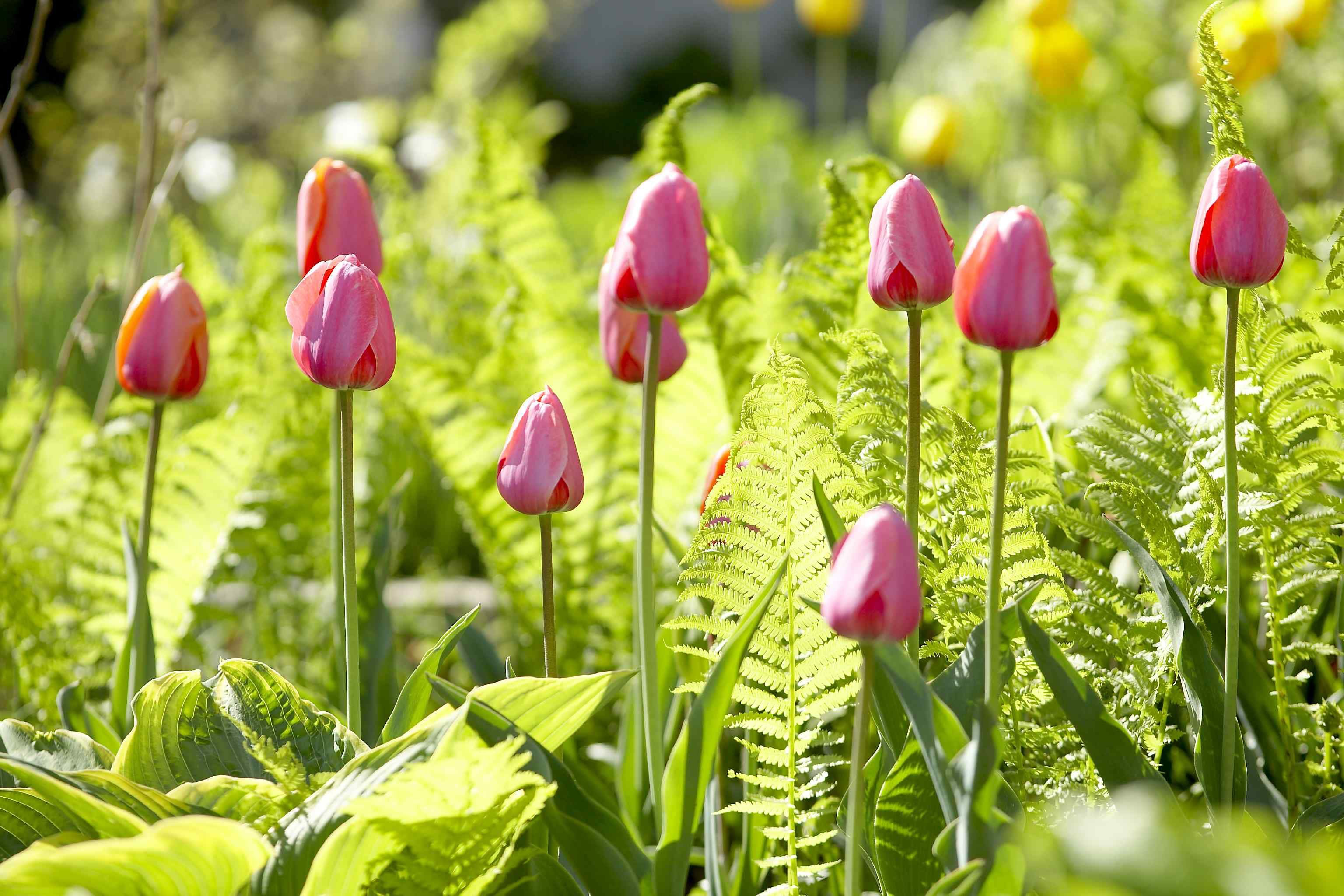 Perennial Green and Yellow Tulip Blooms in Garden