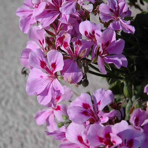 Perennial Lavender Geranium Plants for Borders and Containers