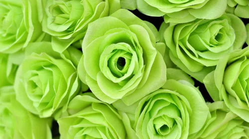 Perennial Light Green Rose Plants for Borders and Beds
