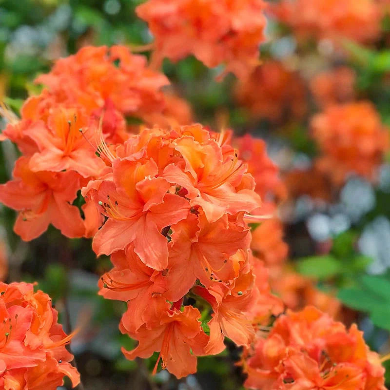 Perennial Light Orange Azalea Plants for Borders and Containers