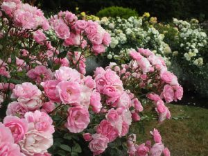 Perennial Light Pink Osiria Rose Plants for Borders and Containers