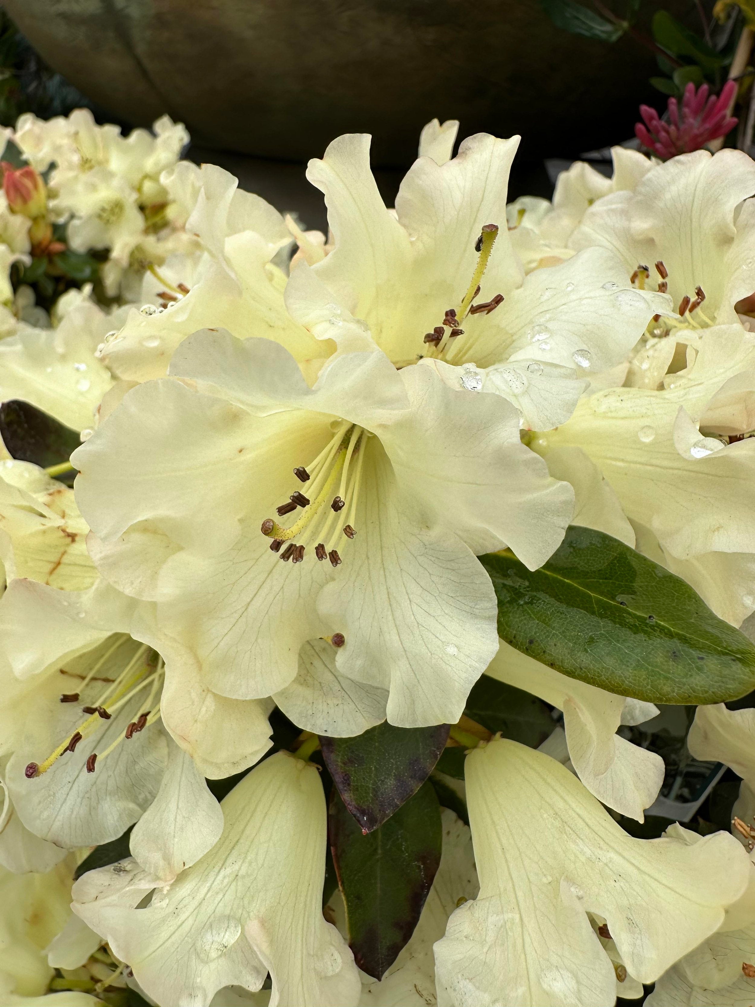 Rhododendron Flower Seeds For Planting Light Yellow
