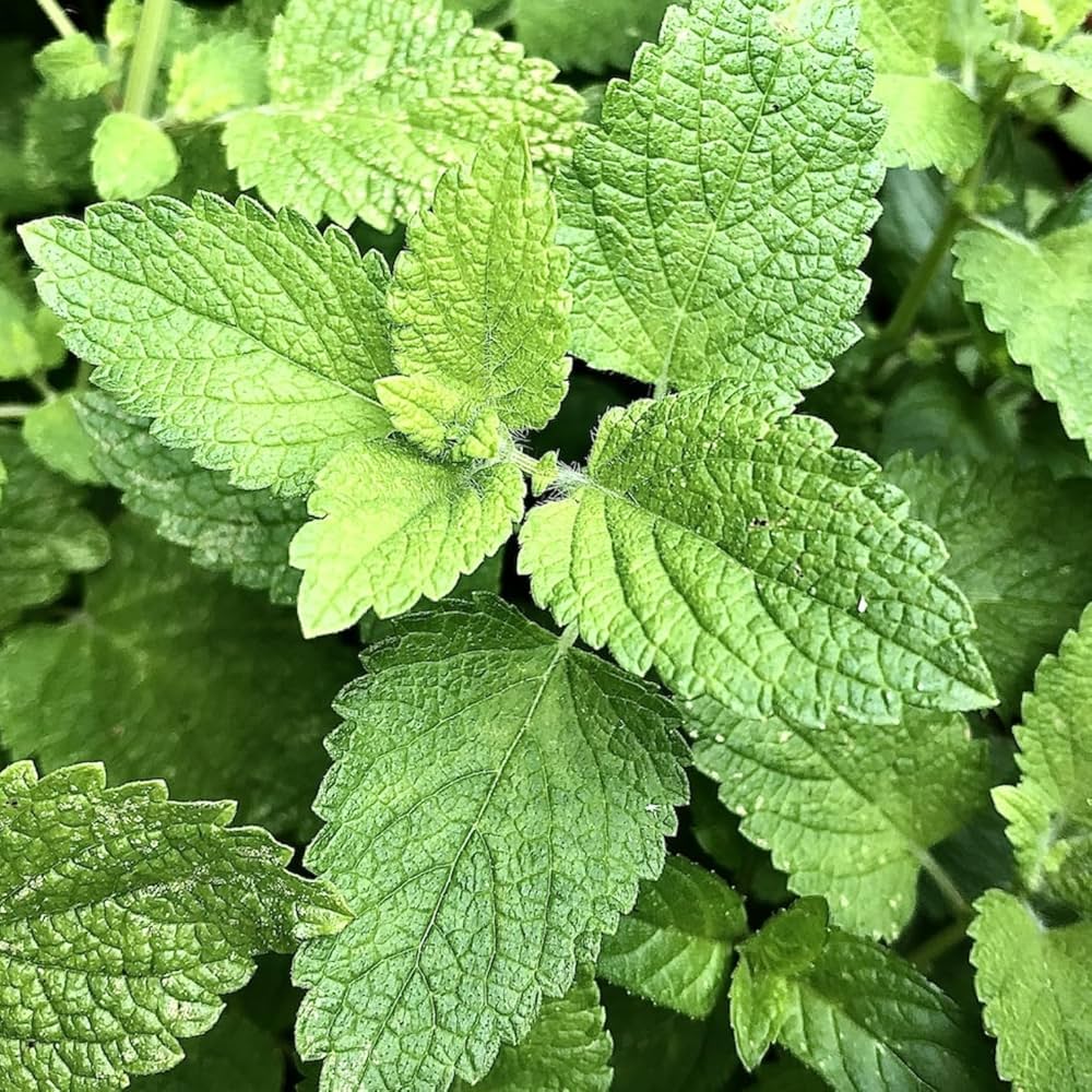 Perennial Common Mint plant with dense green foliage