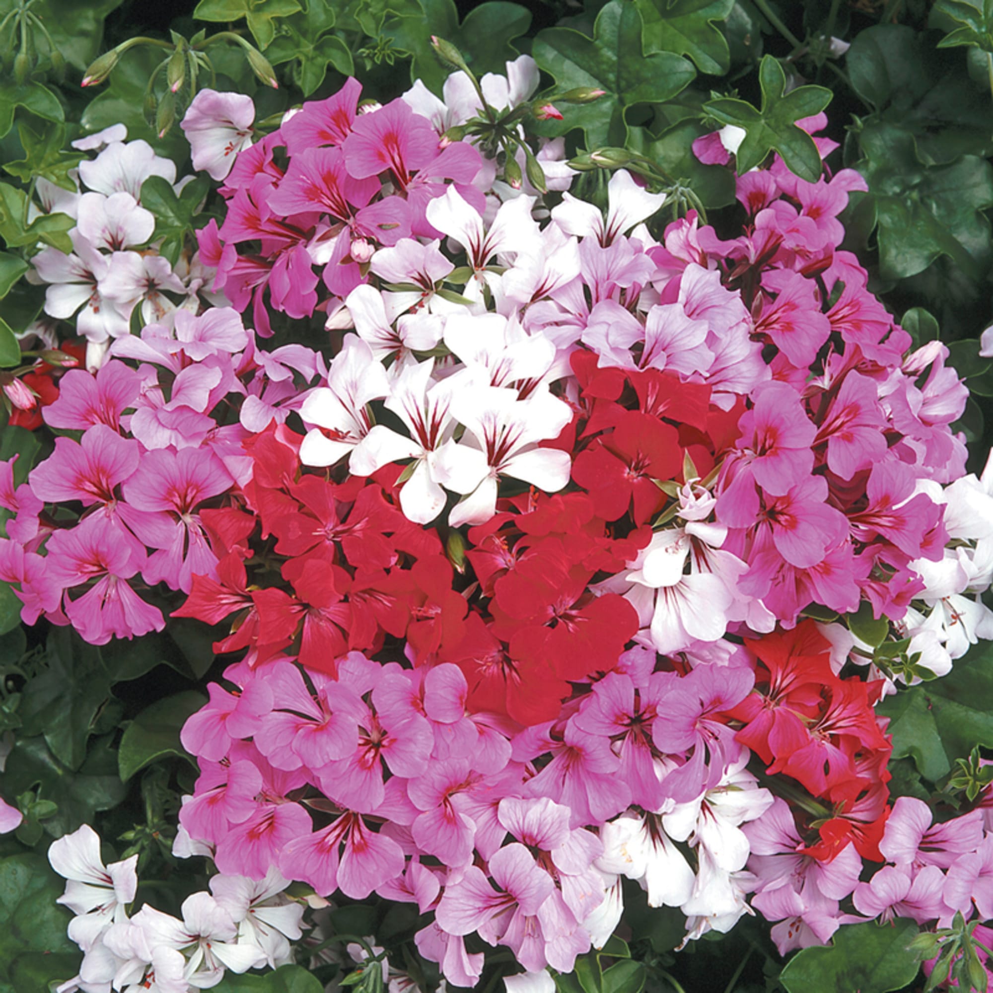 Perennial Mixed Pelargonium Peltatum Geranium Plants for Borders and Containers