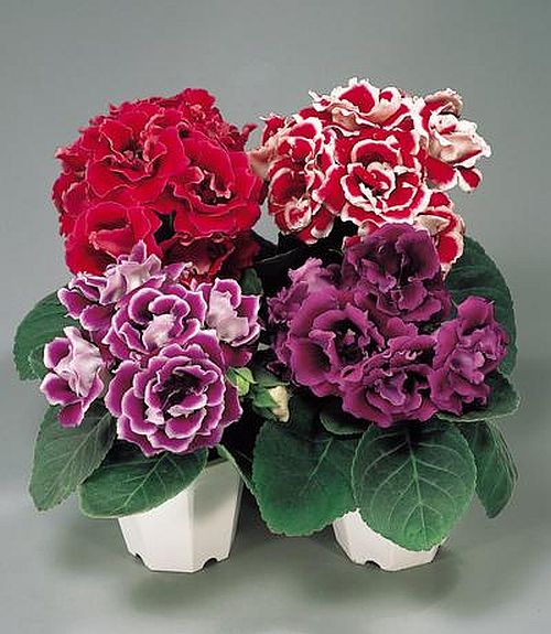 Perennial Mixed Brazilian Gloxinia Plants for Garden Beds and Containers